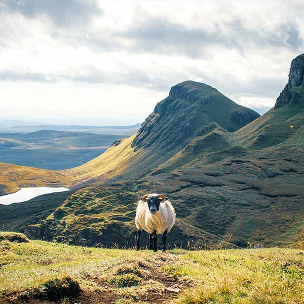 Travel Leaders Image