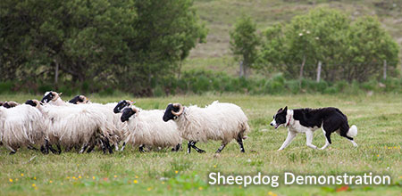 Sheep Dog Demonstration