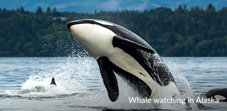 Whales watching in Alaska