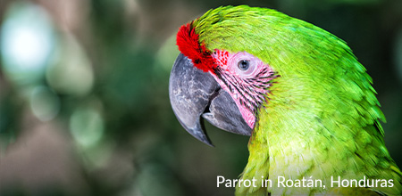 Parrot in Roatán, Honduras