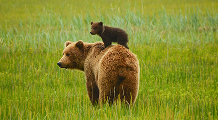 Mama bear with bear cub