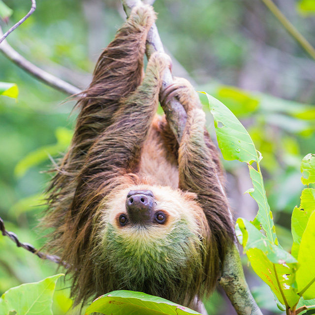 Sloth in Panama