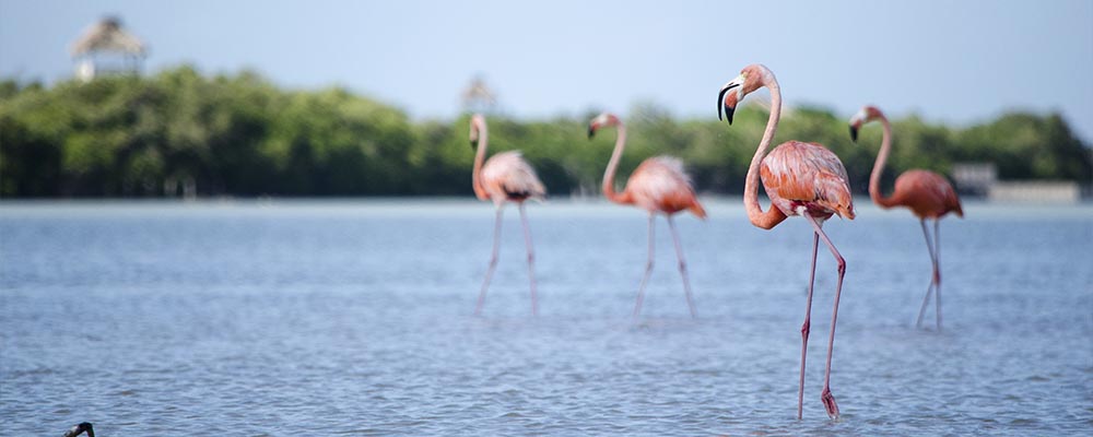 Flamingos of Holbox Island, Yucatan Peninsula, Mexico