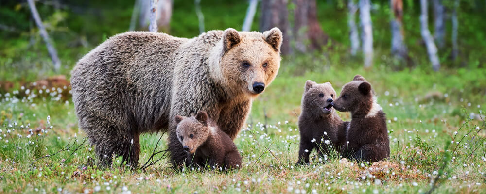 Mamma bear with cubs