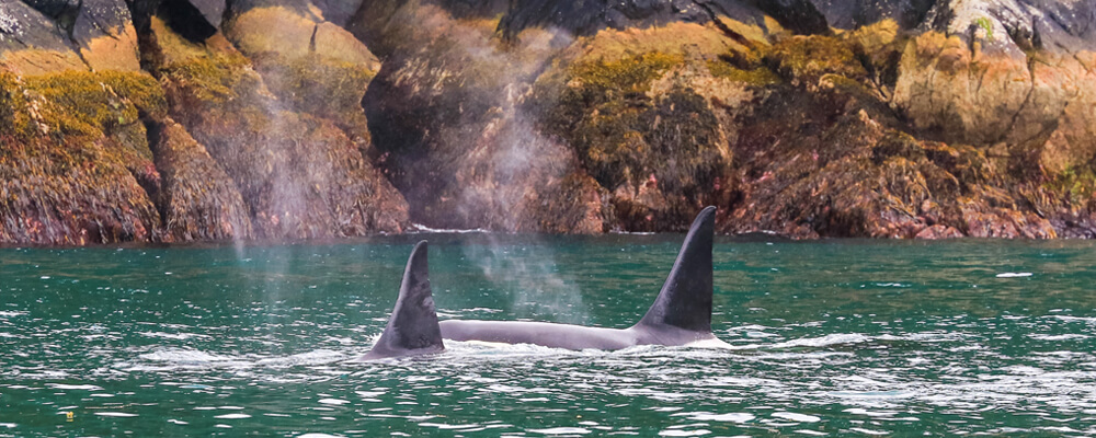 Whale Watching in Resurrection Bay