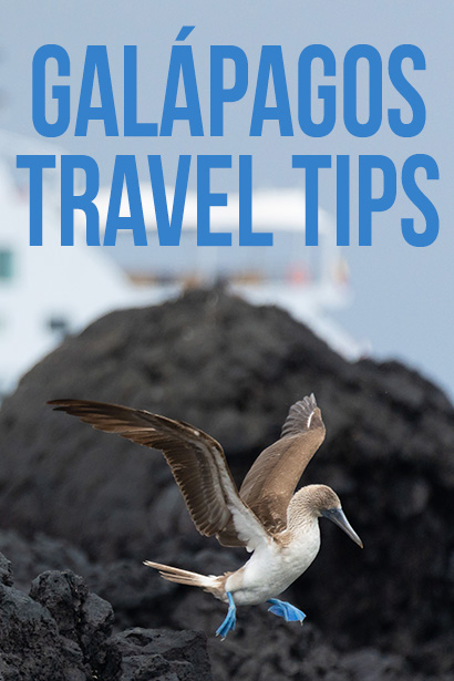 Sustainable Tips for Visiting the Galápagos