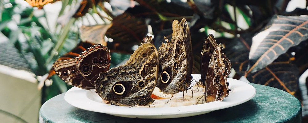 The Imperial Butterfly Park