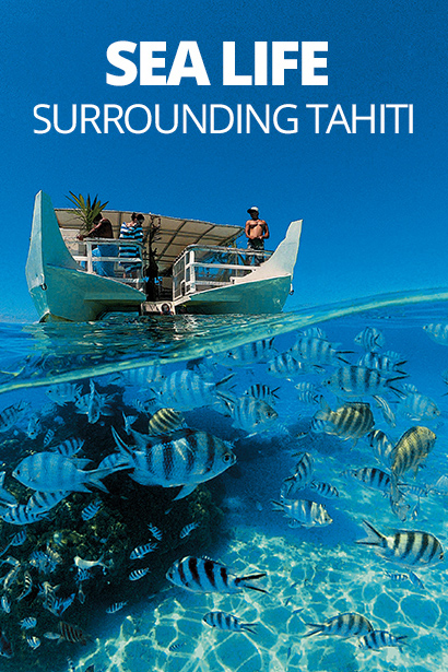 3 Must-See Marine Creatures on a Tahiti Cruise with Paul Gauguin