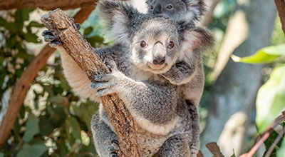 A koala bear in a eucalyptus tree with a baby on it's back