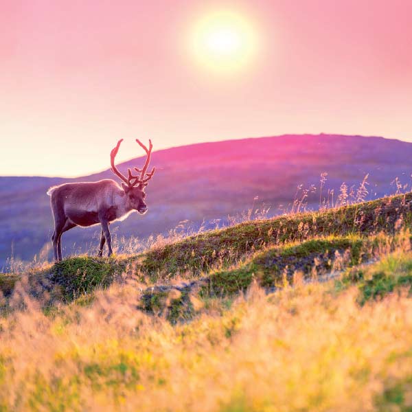 Travel Leaders Image