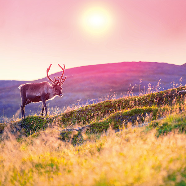 Travel Leaders Image