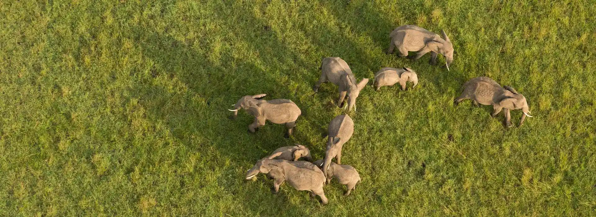 Safari landscape in Africa with elephants